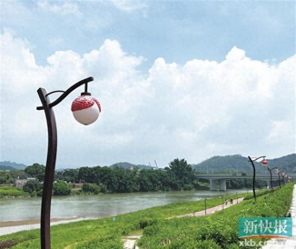 千层金 这个路灯看起来很好吃!